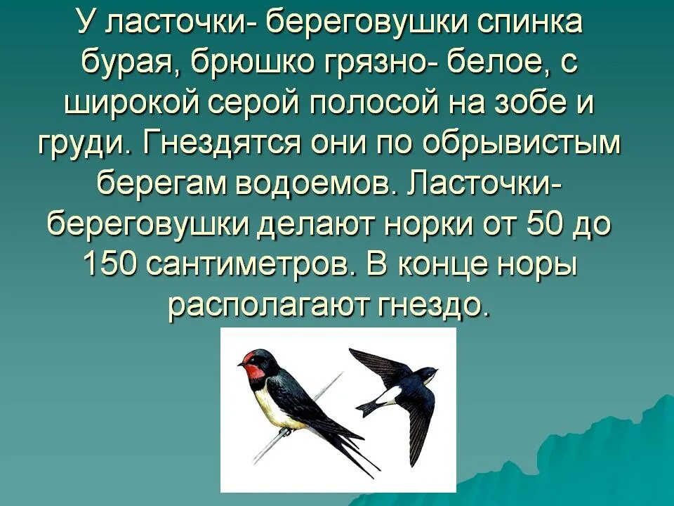 Ласточка береговушка описание. Описание ласточки. Ласточка птица описание. Рассказ про ласточку.