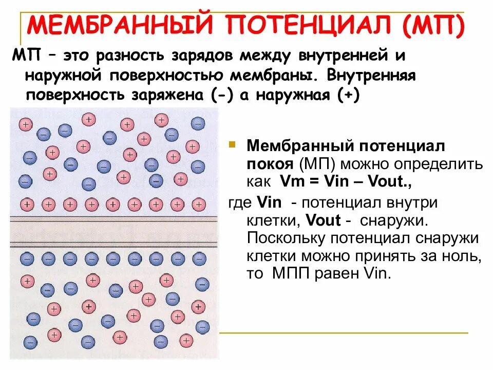 Разность потенциалов покоя. Разность потенциалов на мембране клетки. Разность потенциалов мембранный потенциал. Мембранный потенциал клетки. Мембранный потенциал и потенциал покоя.