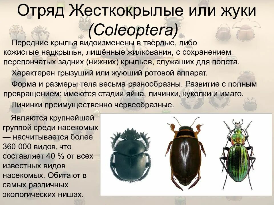 Какой тип развития характерен для жука. Отряд Жуков строение. Отряд жесткокрылые Майский Жук. Жизненный цикл жесткокрылых Жуков. Характеристика Жуков биология 7.