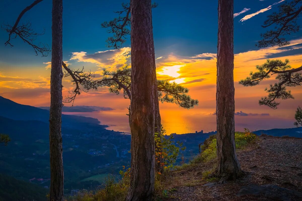 визбор три сосны. сосны 3. три сосны юрий визбор. ульяновск три сосны. три сосны песня.