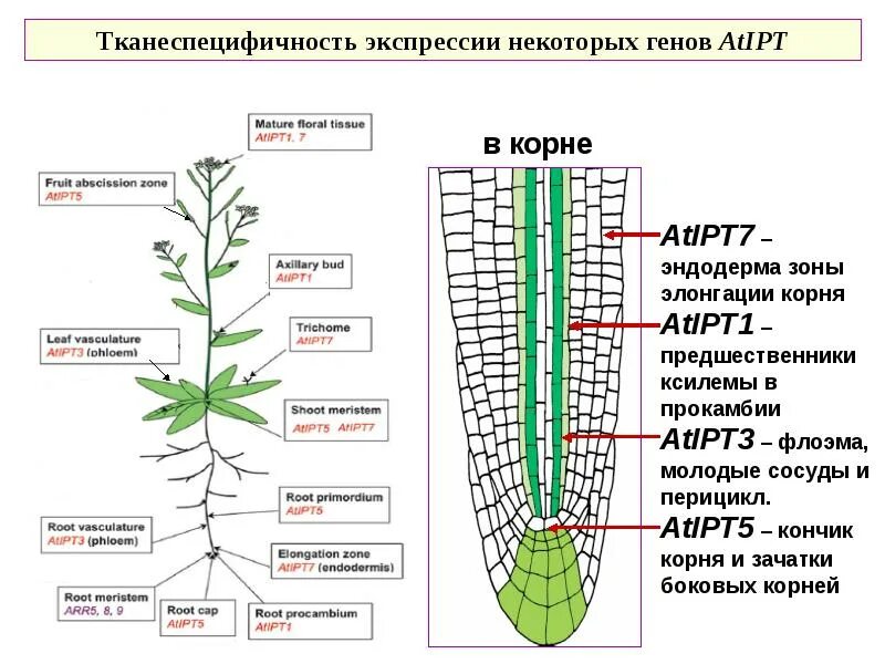 Эволюция корень растений. Развитие корня растения. эволюция корня у растений. происхождение корня растений.