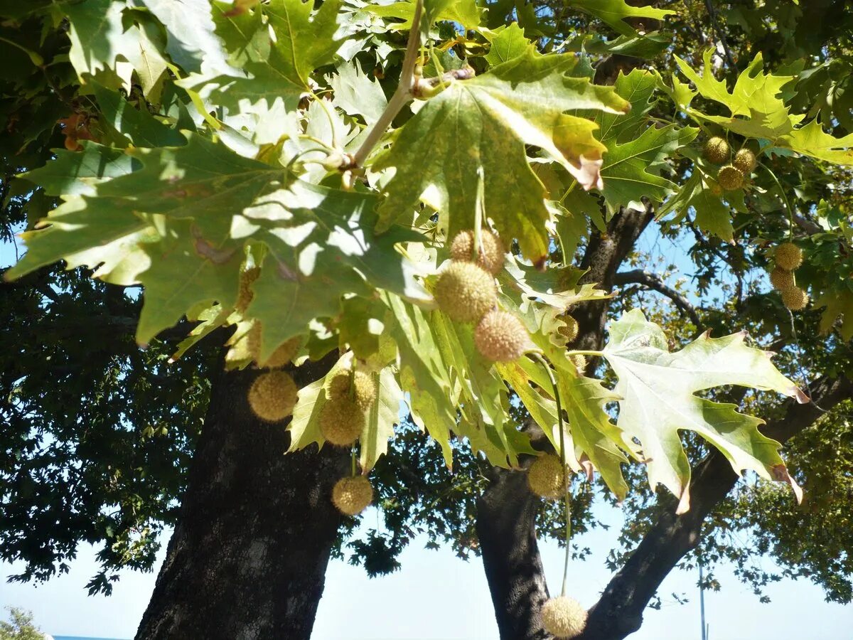 Что такое чинара. Платан дерево в Крыму. Platanus orientalis дерево. Платан кленолистный плоды. Платан Чинара дерево.