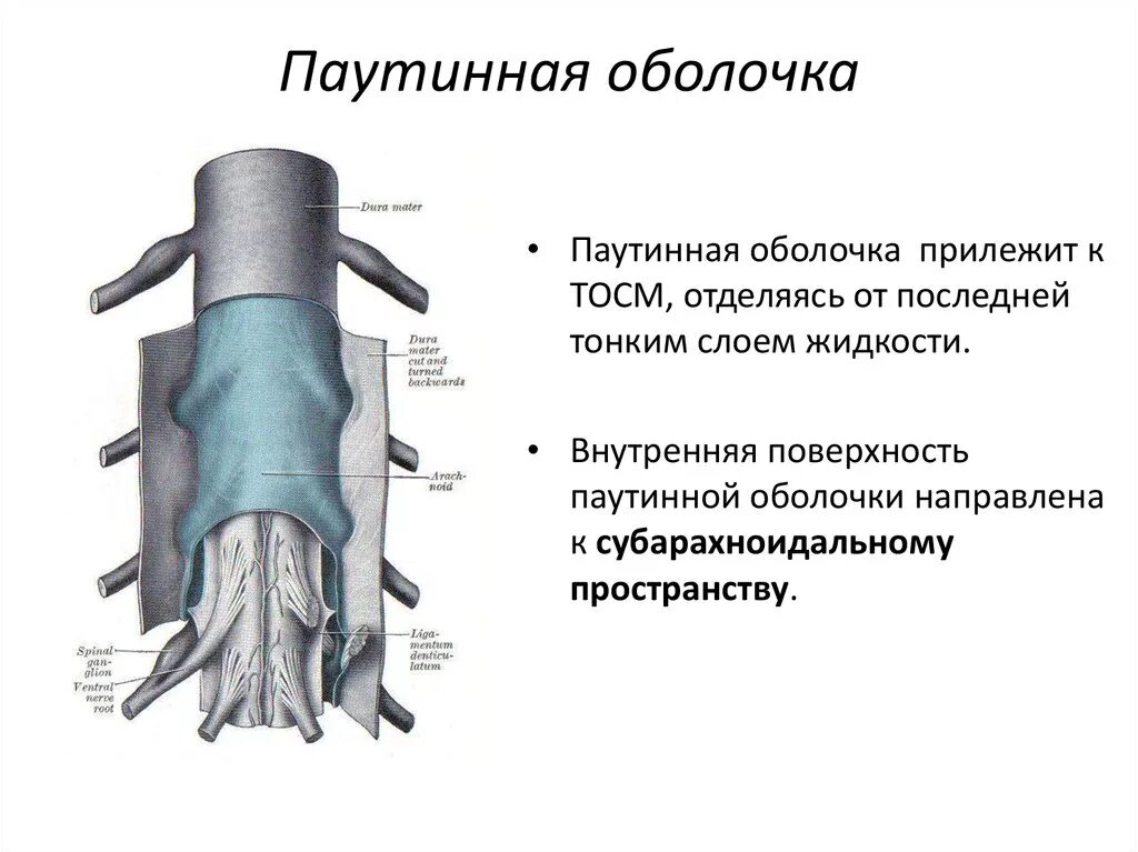 Паутинная оболочка спинного