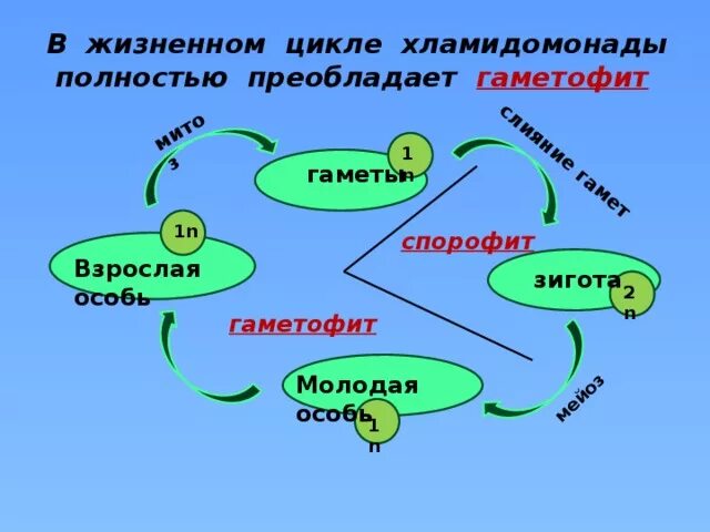 Чем представлен гаметофит и спорофит у водорослей. Жизненный цикл хламидомонады ЕГЭ. Спорофит хламидомонады. Этапы жизненного цикла хламидомонады. Жизненный цикл хламидомонады гаметофит и спорофит.