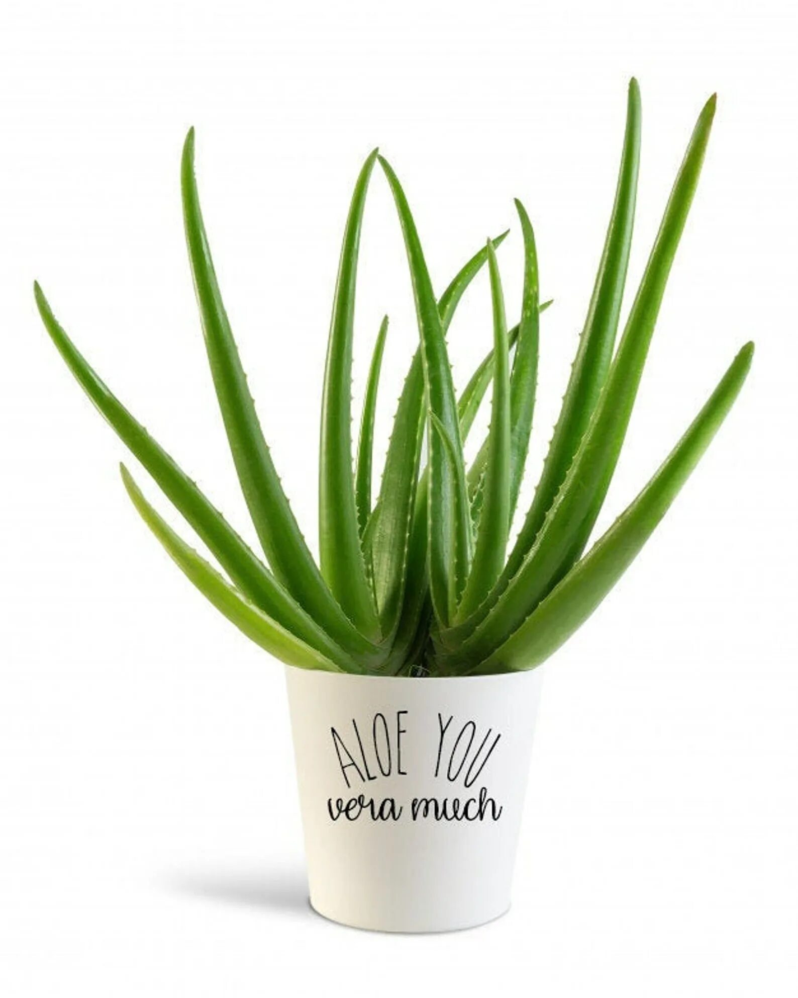Aloe Vera artificial Jardideco Artificial & Dried Flowers - AliExpress