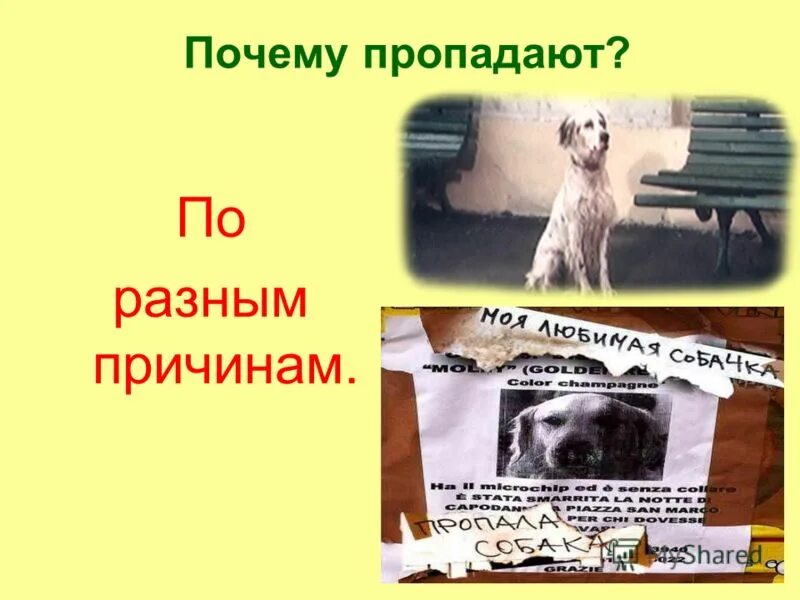 проблема отношения людей к братьям нашим меньшим. бездомные кошки и собаки. проблема отношения людей к братьям нашим меньшим. проект по теме гуманное отношение к животным. сочинение на тему милосердие к животным.