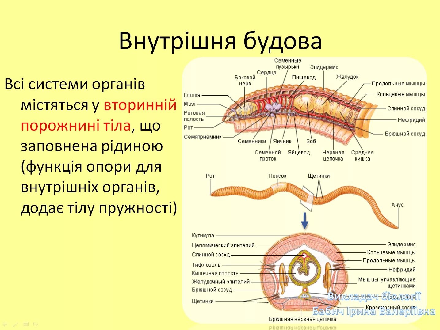 Кольчатые черви половая. Кольчатые черви строение половая система. Кровообращение кольчатых червей. Половая система кольчатых червей строение. Сердце кольчатых червей.