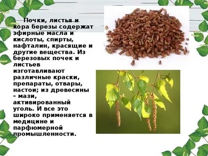 Березовые почки лечебные свойства