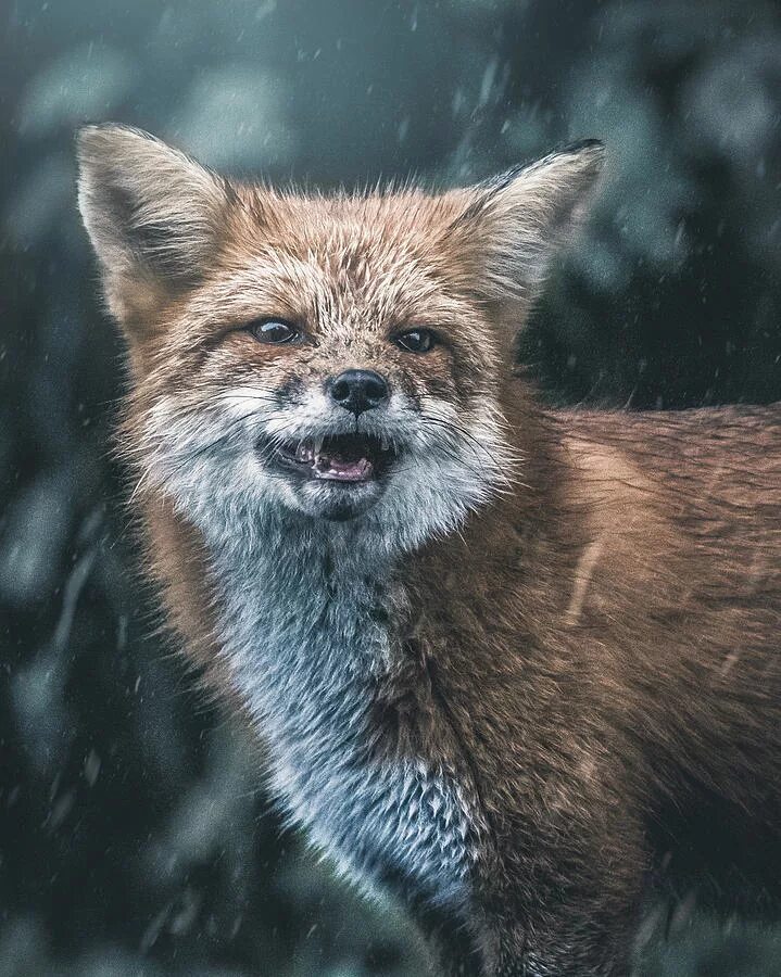 Мокрая лиса. Лиса. Лисий мокрый. Лис хоккайдо. Мокрая лисичка.