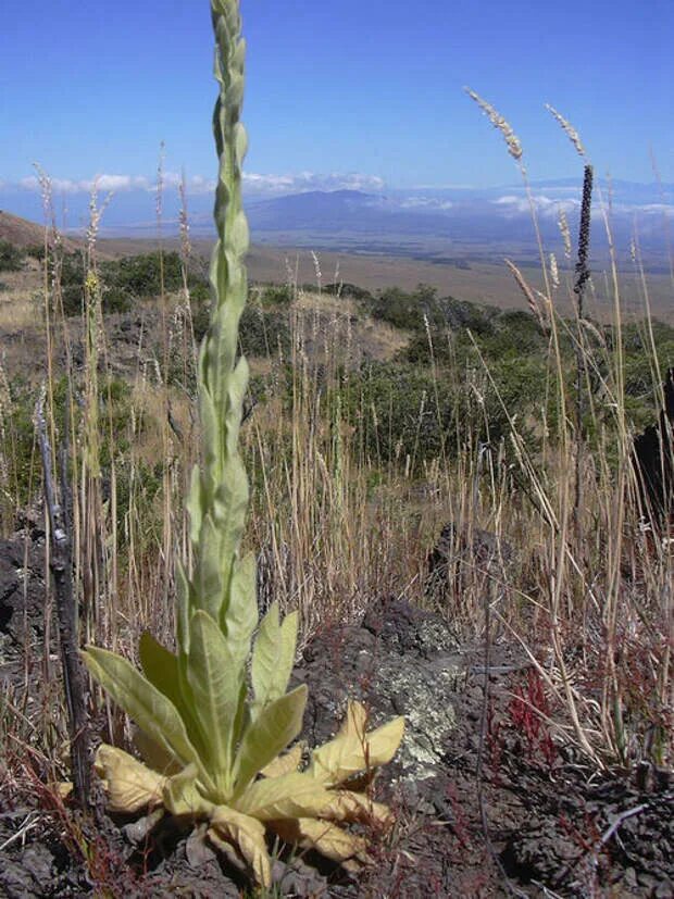 Verbascum Thapsus. Коровяк скипетровидный. Коровяк трава степи. Коровяк Степной. Какие растения растут в северной