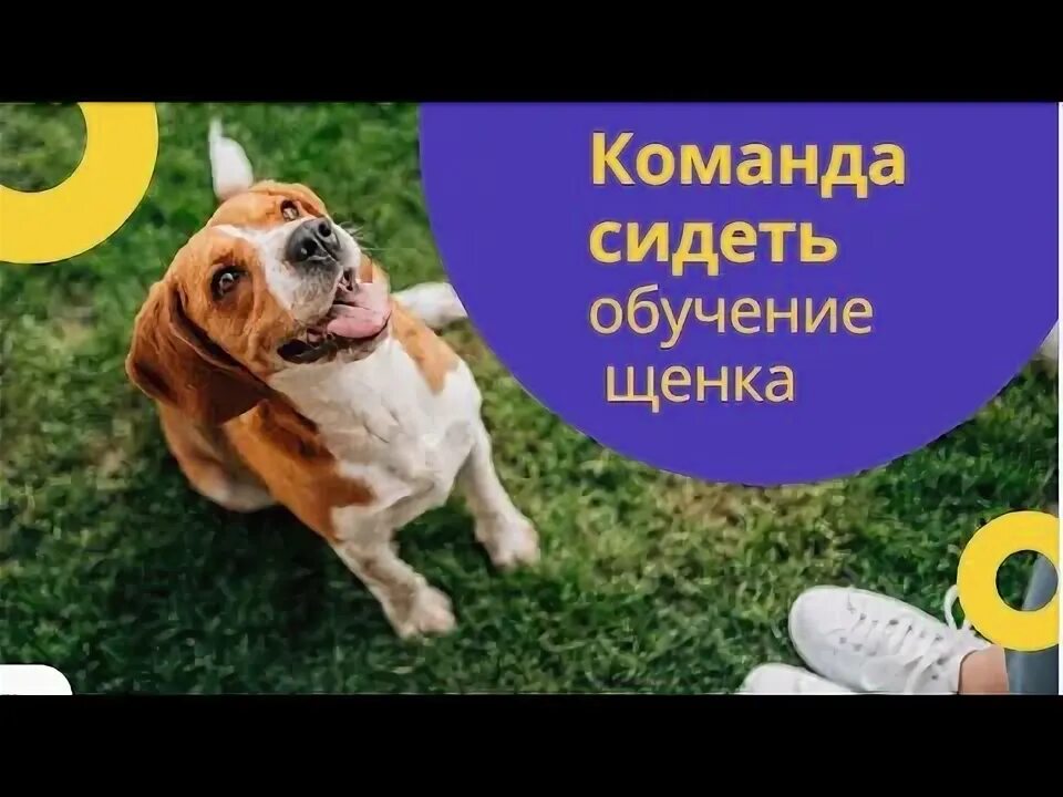 Как обучить команду сидеть. Как обучить команду сидеть