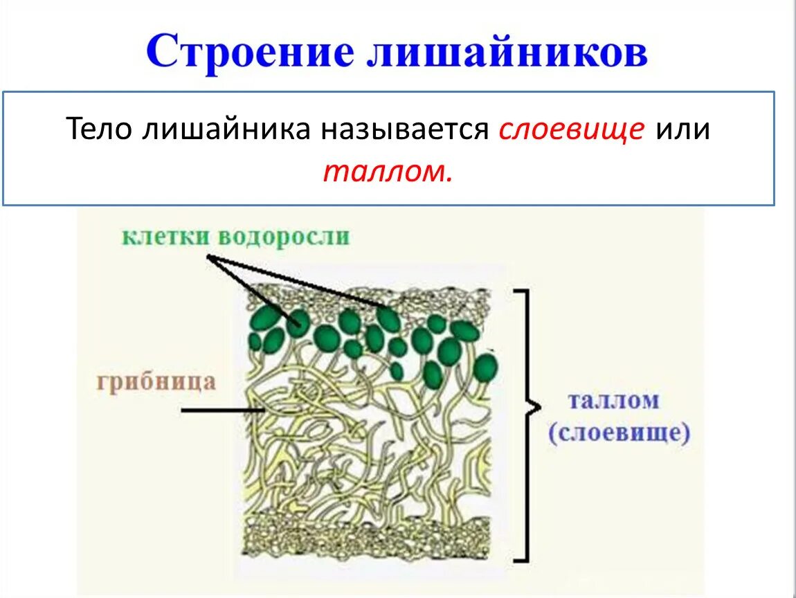 Лишайники состоят из клеток