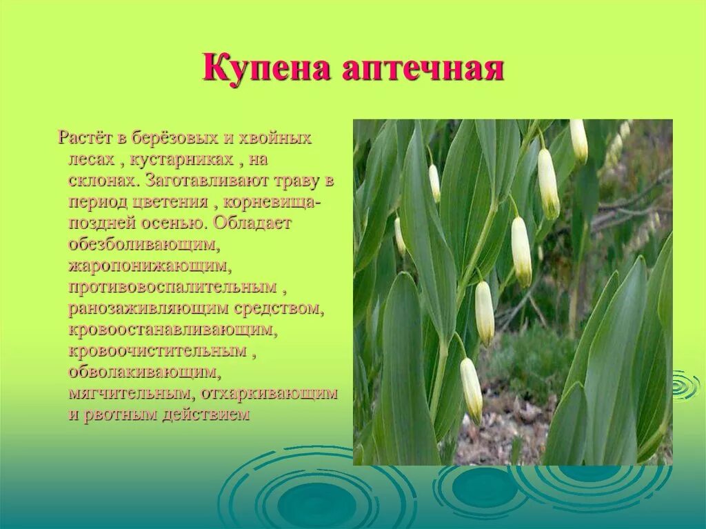 корень соломонова печать. купена фото описание. растение купена лекарственная. купена лекарственная красная книга. купена приземистая.