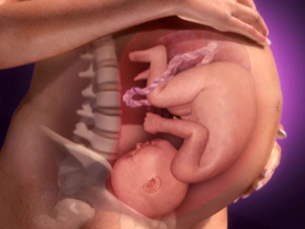Почему в утробе матери икает. Малыш на 36 неделе беременности в утробе матери. Малыш в 30 недель беременности в животе.