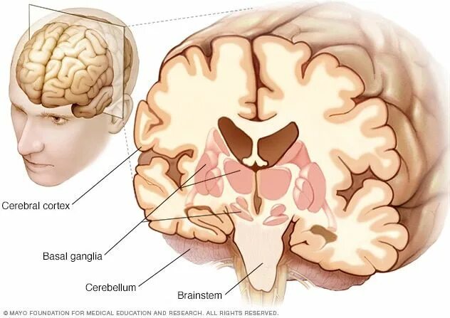 Brain по русски. Brain Cortex. Кортекс мозг. Кортекс головной мозг.