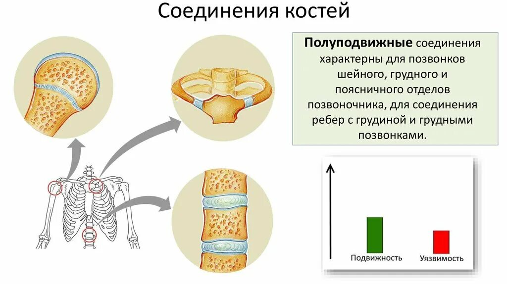 Место соединения костей. Биология 8 кл.соединение костей. Полуподвижный Тип соединения костей. Строение полуподвижного соединения костей. Полуподвижные соединения костей у человека.