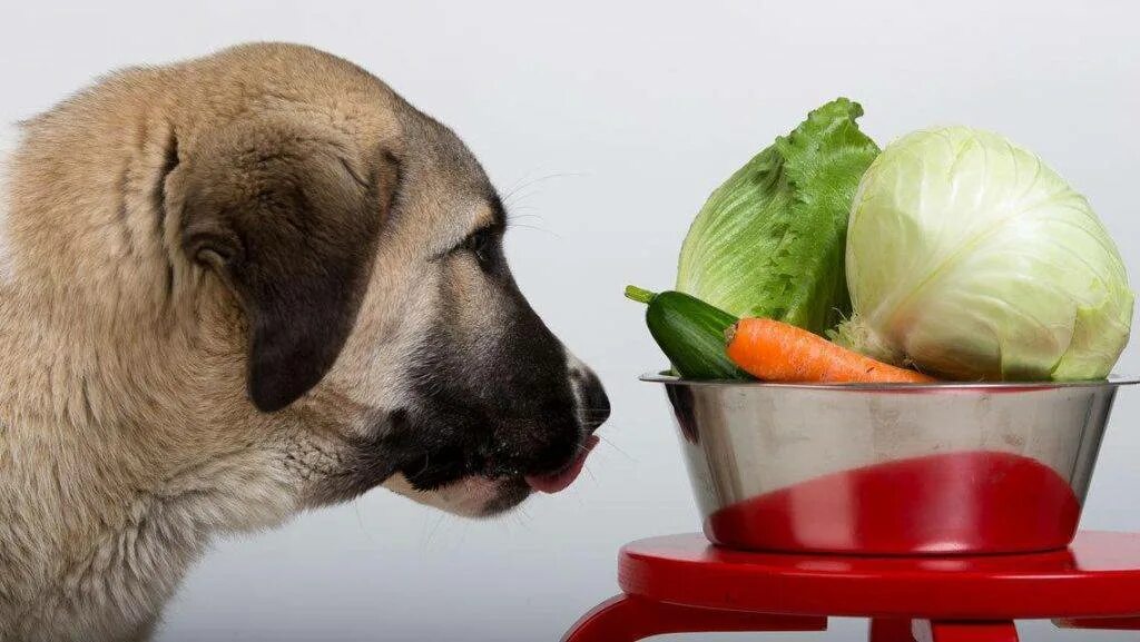Можно собаке давать фрукты. Овощи для собак. Питание собак. Овощи в рационе собаки. Собака ест овощи и фрукты.