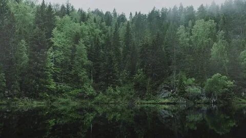 Дышащий лес