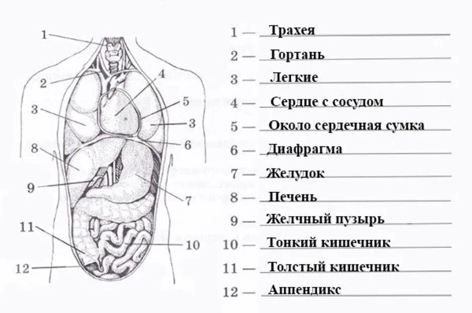 Внутреннее строение человеческого. Внутреннее строение организма человека схема. Расположение органов человека рисунок. Строение человека органов. Схема строения. Схема внутреннего строения человеческих органов.