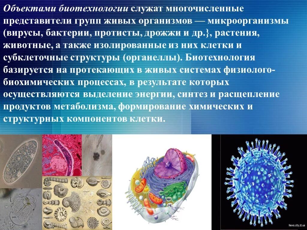 Микроорганизмы используемые в биотехнологии. Бактерии и вирусы в биотехнологиях. Вирусы в био техноллгиях. Объекты биотехнологии — микроорганизмы. Субклеточные структуры биотехнологии.