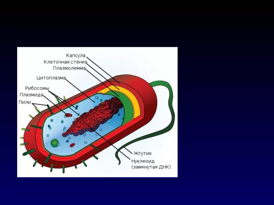 Бактерия замкнутая днк. Обобщенная схема строения бактериальной клетки. Нуклеоид бактерий строение. Нуклеоид бактериальной клетки. Строение капсулы бактериальной клетки.