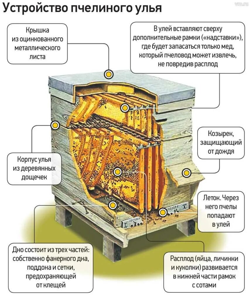 Пчеловод получает с умного улья данные. Как устроен улей для пчел. строение гнезда пчел. устройство пчелиного улья. конструкция улья для пчел.
