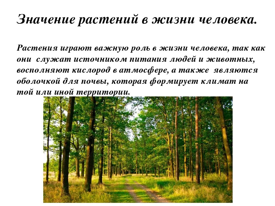 Роль растений в природе и жизни человека. Роль растений в жизни человека. Роль растительности в жизни человека. Значение растительности в природе.