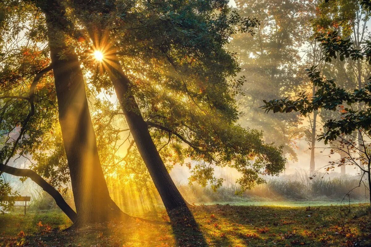 Солнечным светом залитый край. Луч. Лучи солнца. Рассвет в лесу. Дерево в лучах солнца.
