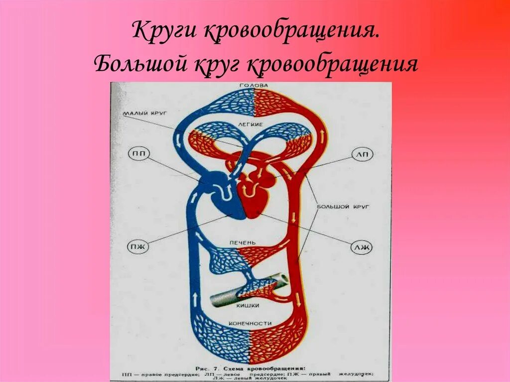 Сосуды большого круга кровообращения анатомия. Круги кровообращения 8 класс биология схема. Малый и большой круг кровообращения человека схема. Большой круг и малый круг кровообращения сердца. Что входит в кровообращения