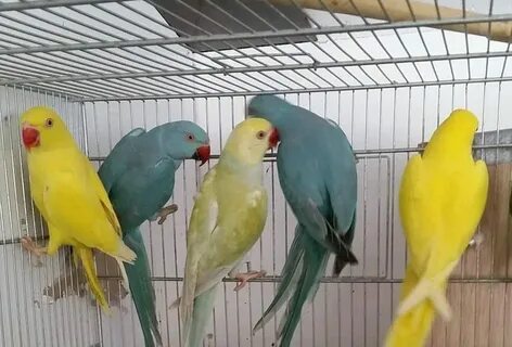 Корелла и какарик в одной клетке