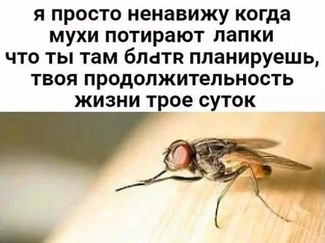 И пока муха будет гладить свои лапки. Муха потирает лапки. Мухи трут лапки. Почему мухи потирают лапки. Почему мухи протирают лапы.