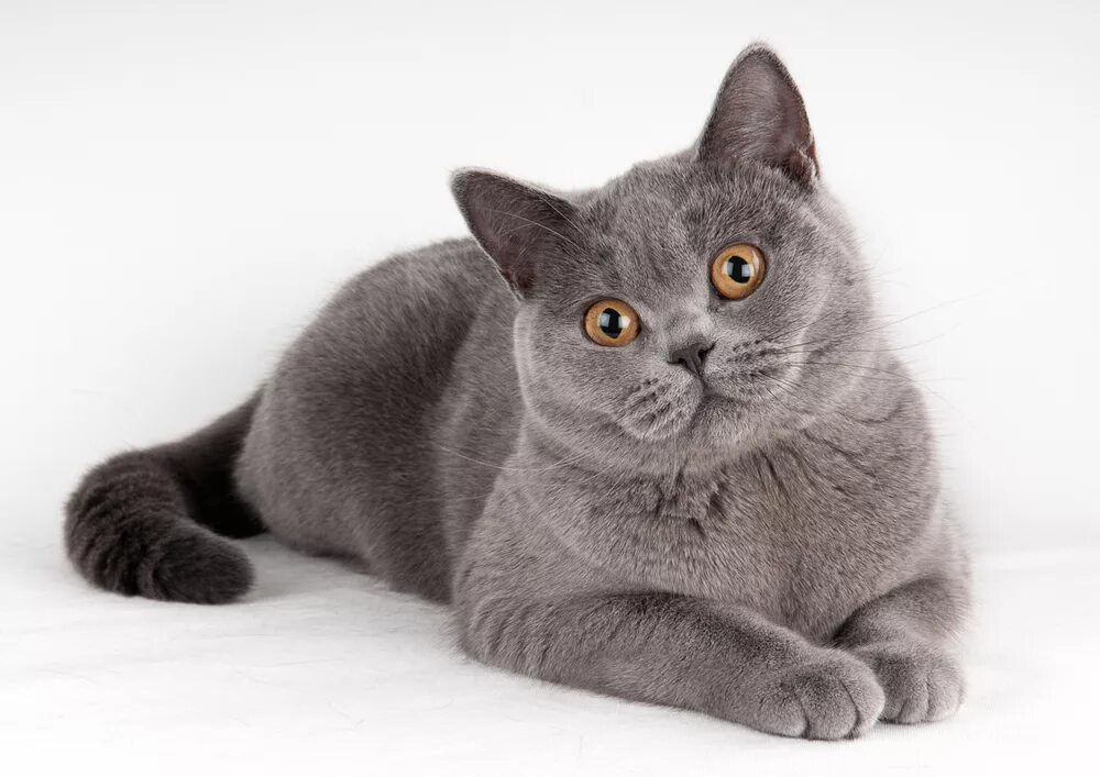 Фотографии кошки британской породы. Британская короткошёрстная кошка. Британская кошка короткошерстная серая. Британская короткошёрстная British Shorthair. Порода Бритиш Шортхэйр.