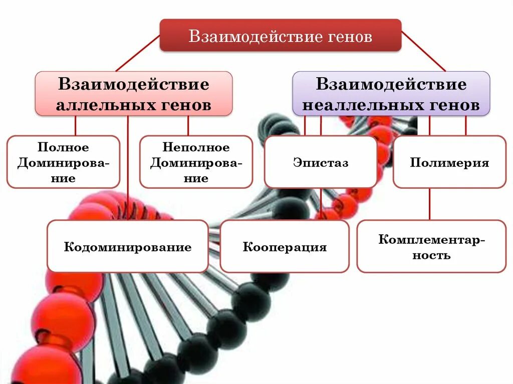 Формы взаимодействия аллельных и неаллельных генов. Взаимодействие неаллельных генов кооперация. взаимодействие аллельных и неаллельных. аллельные гены формы взаимодействия. типы взаимодействия аллельных генов.