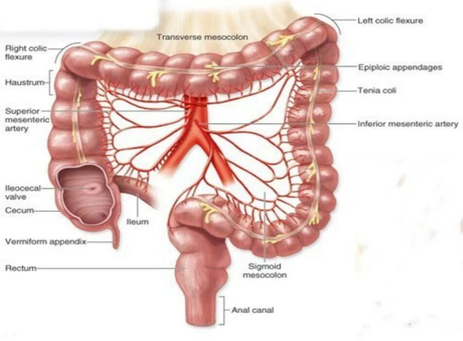 Строение аппендикса. Илеоцекальный клапан толстой кишки. Слепая кишка илеоцекальный клапан. Ободочная толстая кишка анатомия. Толстый кишечник илеоцекальный клапан.