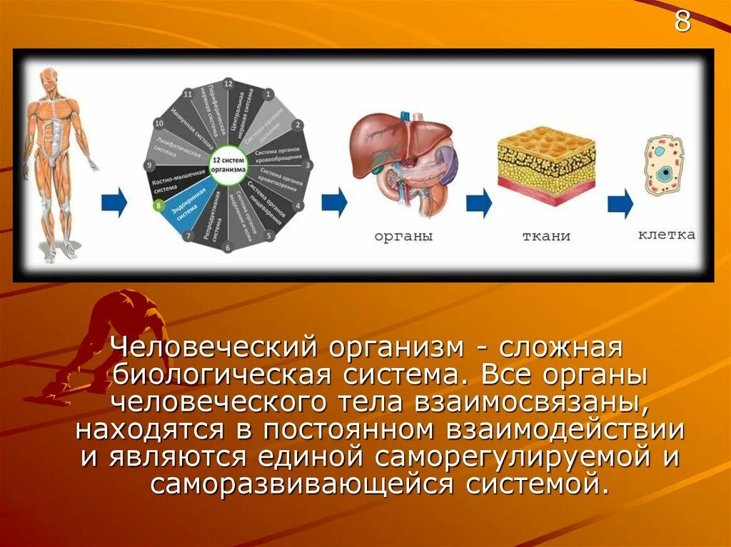 Организация сложный организм. Организм биологическая система. Человеческий организм сложная система. Организм человека Единая система. Организм как Единая саморазвивающаяся и саморегулирующаяся система.