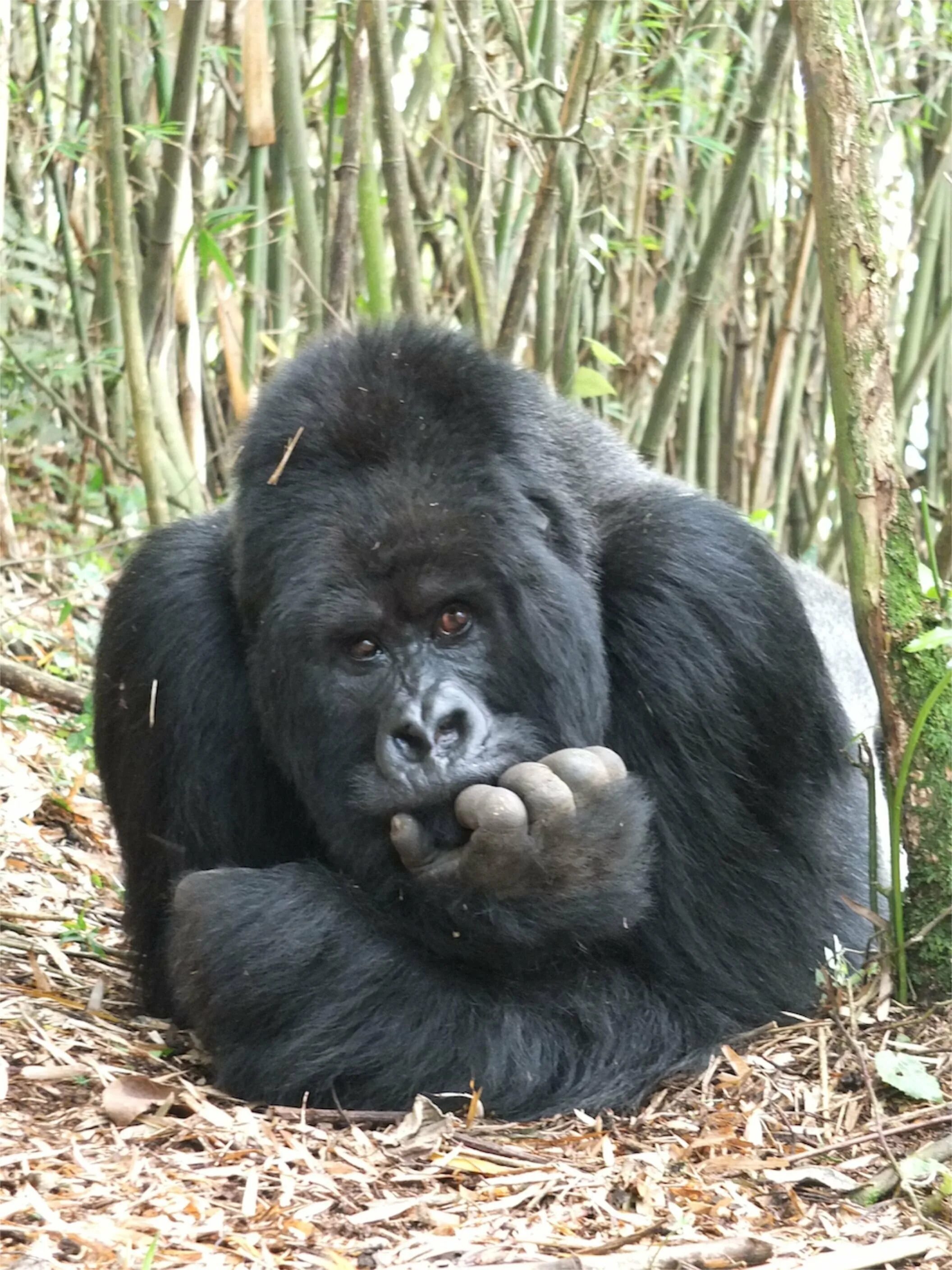 Gorilla animal. Западная равнинная горилла. Горная горилла. Горилла Шабани. Горилла, самка.