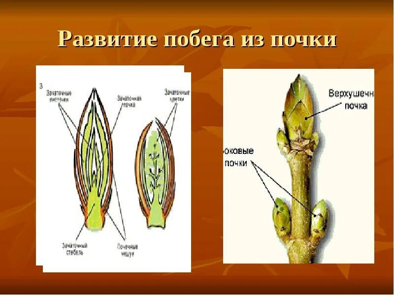 Развитие побега из почки. Побег и почки. Побег развивается из почки. Этапы развития побега.