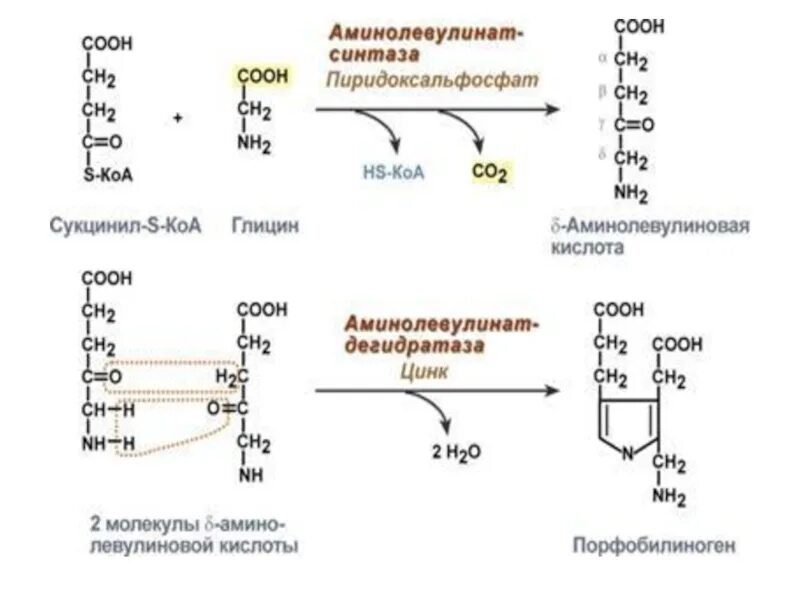 Биосинтез крови. Синтез гема биохимия реакции. Схема реакций синтеза гема. Синтез гема биохимия схема. Синтез гема и гемоглобина.