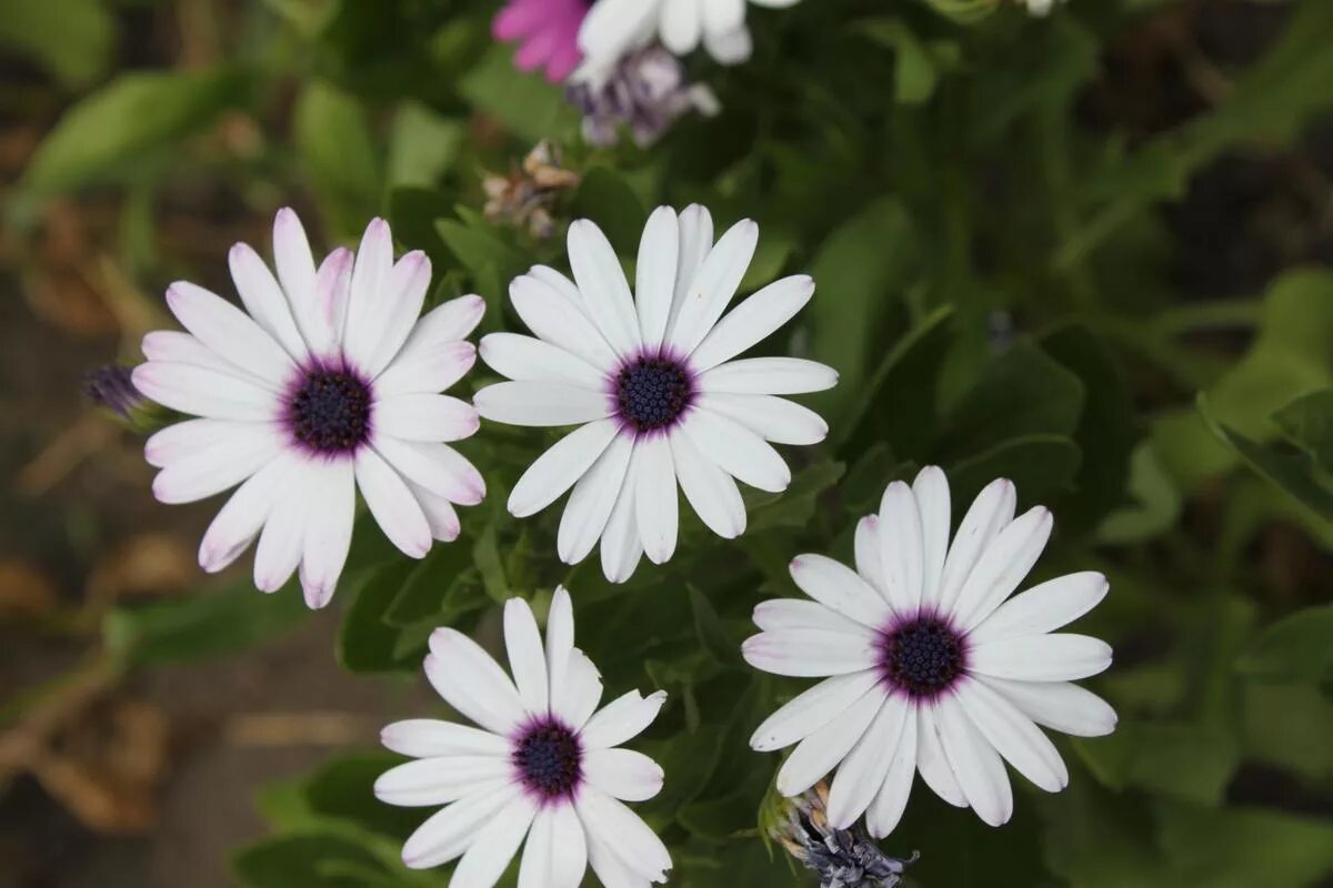 африканская ромашка остеоспермум. остеоспермум баллада. остеоспермум. остеоспермум уход.