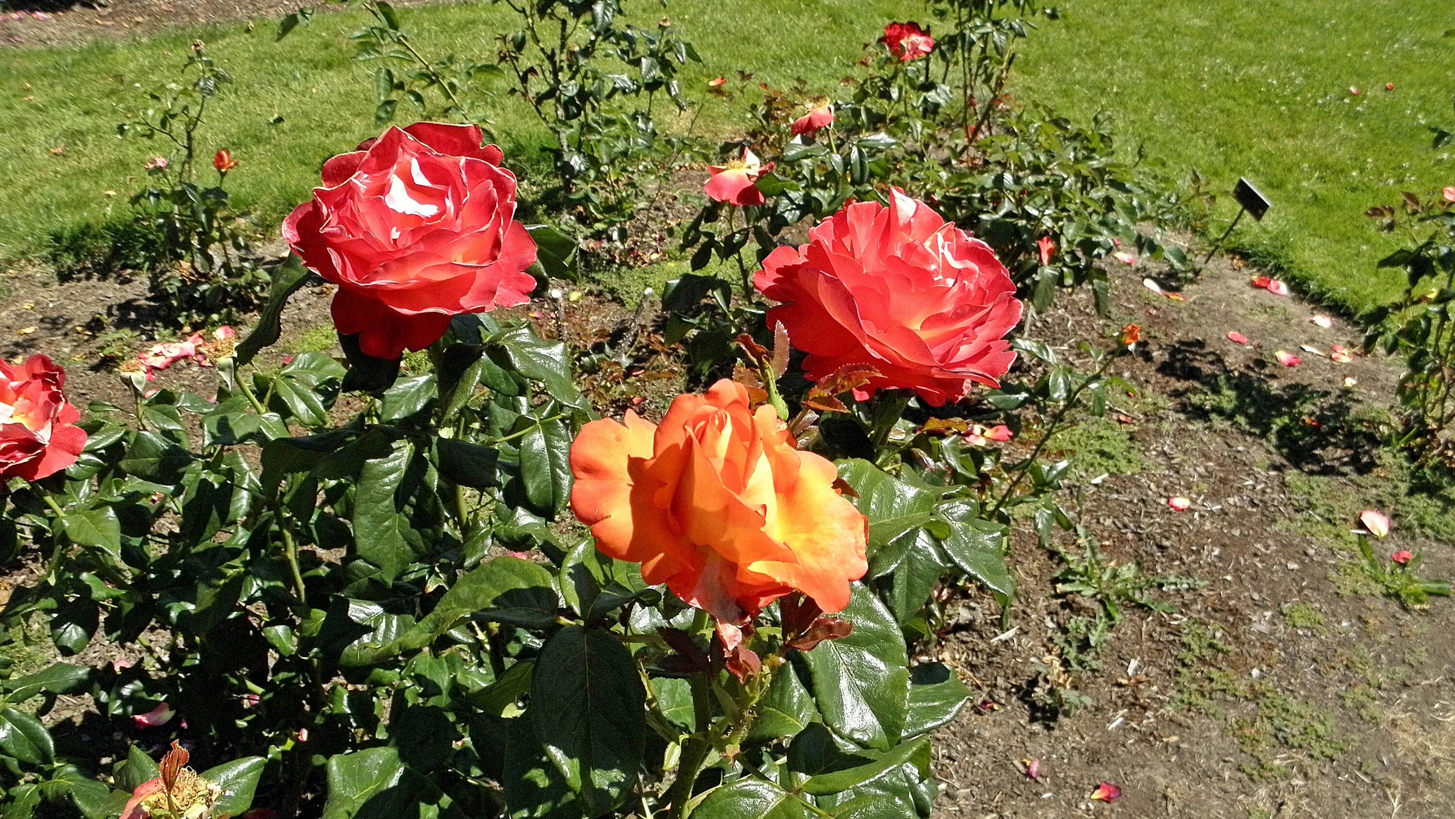 Anna's Promise Hybrid tea roses, White flower farm, Tea roses