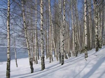 Белая береза и дуб