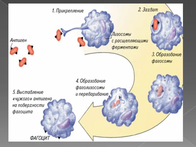 Как осуществляется явление фагоцитоза. Фазы фагоцитоза иммунитет схема. клеточная (фагоцитарная) теория иммунитета. этапы фагоцитоза мечникова. т лимфоциты фагоцитоз.