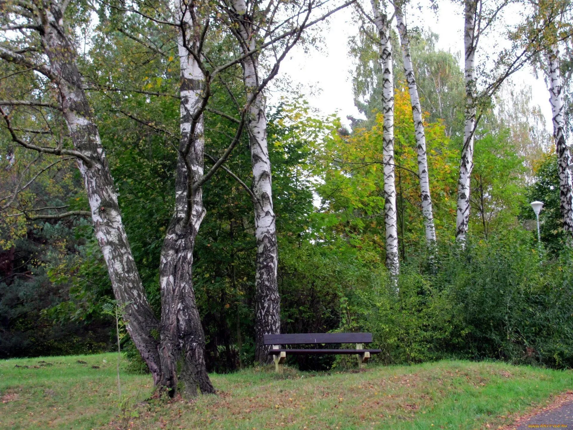 Береза Даурская (Betula dahurica). Береза Даурская черная. Река берёзка лавочка. Иркутск парк Березка. Березка иркутск