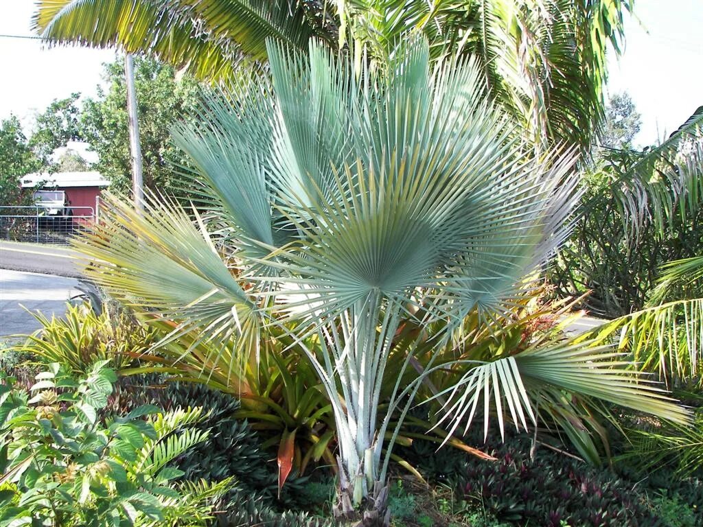 Киндиойская восковая пальма. Copernicia prunifera. Восковая пальма карнауба. Бисмаркия пальма. Пальма copernicia hospita.