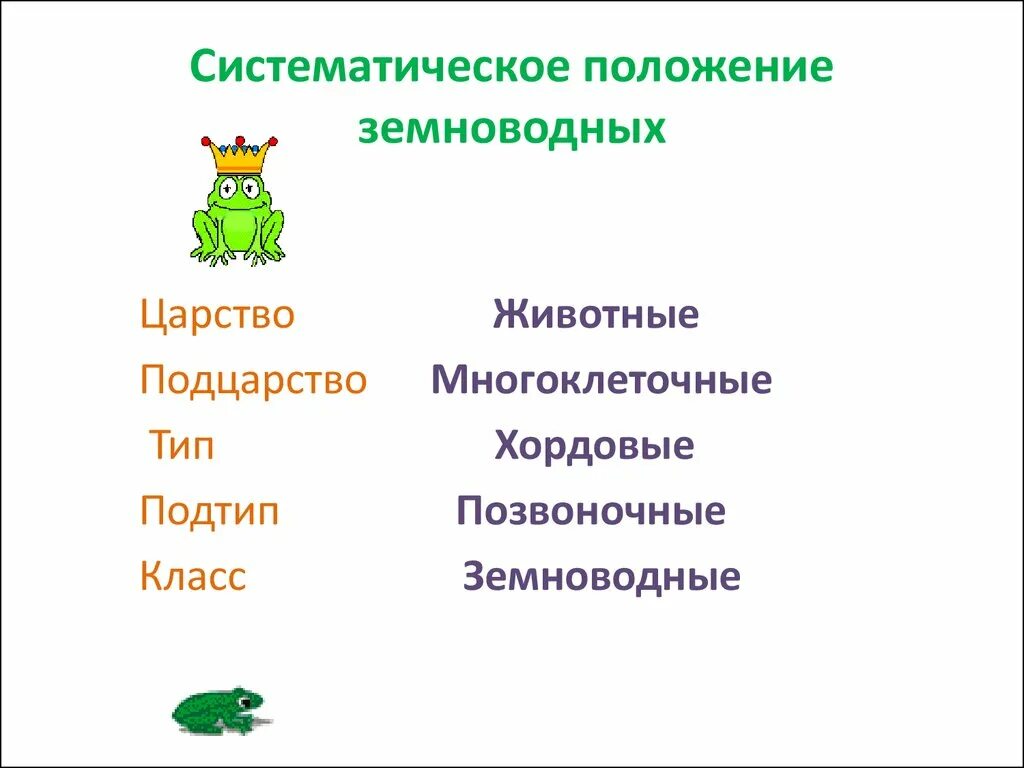 Класс земноводных классификация. Систематика класса амфибии. систематическое положение земноводных. систематическое положение амфибий. класс земноводные систематическое положение.