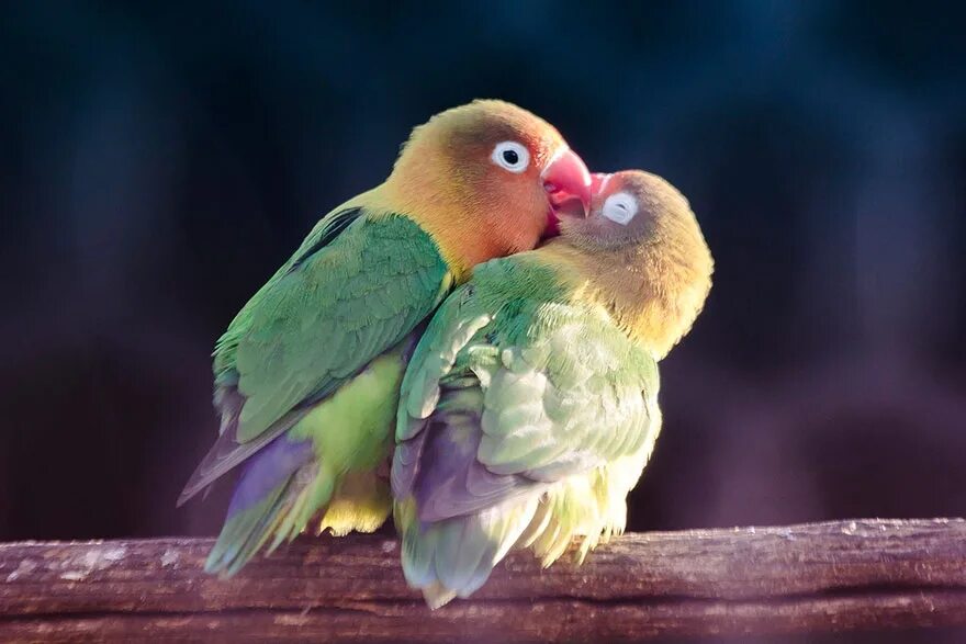 I love birds