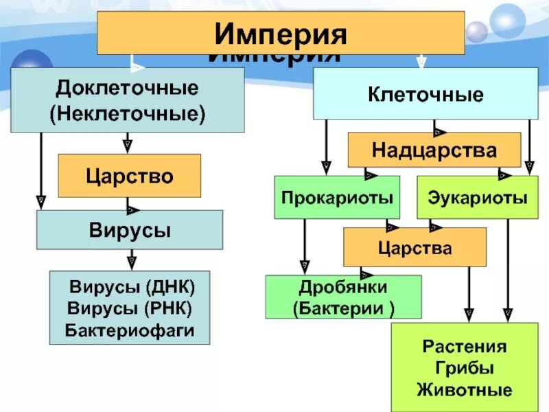 Империя клеточные и неклеточные схема. Империя клеточные Надцарство эукариоты царство животные. Бактерии грибы растения животные это царство. Систематика клеточные неклеточные. В животном царстве существует несколько веществ