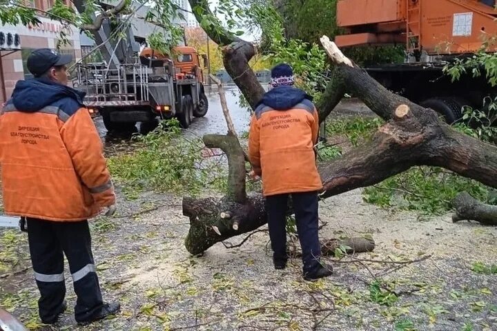 Упавшее дерево. Коммунальщики на деревьях. Деревья Рязани. Деревья ЖКХ.