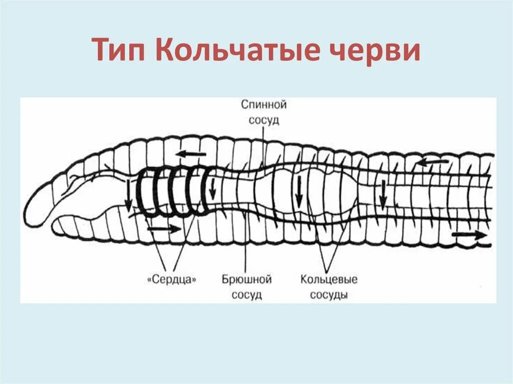 Кольчатые черви схема строения. Строение кровеносной системы кольчатых червей. Кровеносная система кольчатых червей 7 класс биология. Тип кольчатые черви строение. Рисунок строения червя