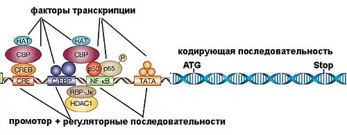 Последовательность транскрибируемой цепи гена днк. Белковые факторы транскрипции ДНК. Регуляторные белки транскрипции. Связывание факторов транскрипции с ДНК. Факторы транскрипции ДНК.